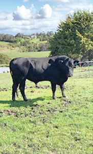 Bull has been shot and killed in Tyers, with local farmer John Williamson alarming others that someone is going around committing this act. Photos: Contributed