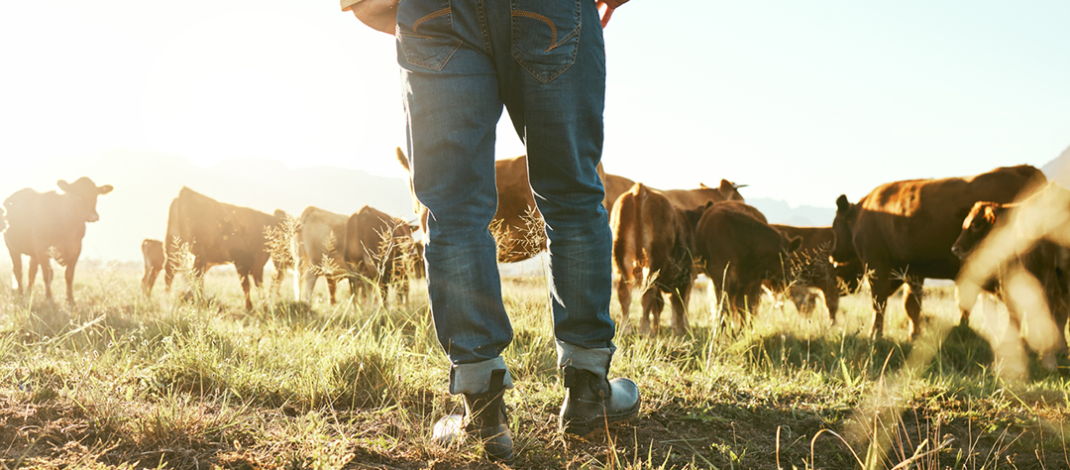 Stock Image Farmer in paddock with cattle