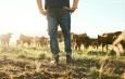 Stock Image Farmer in paddock with cattle