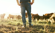 Stock Image Farmer in paddock with cattle