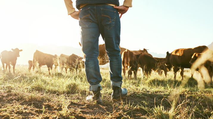 Stock Image Farmer in paddock with cattle