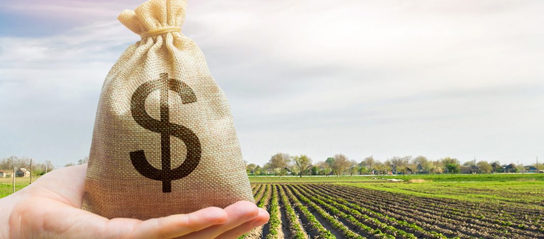 Money Bag and farm paddock