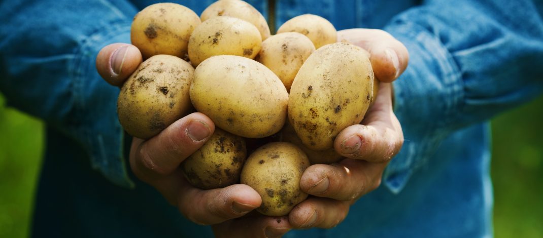 Farmer holding in hands the harvest of potatoes. stock Image