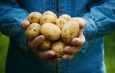 Farmer holding in hands the harvest of potatoes. stock Image