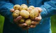 Farmer holding in hands the harvest of potatoes. stock Image