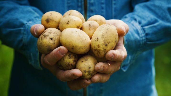 Farmer holding in hands the harvest of potatoes. stock Image