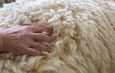 Sheep fleece