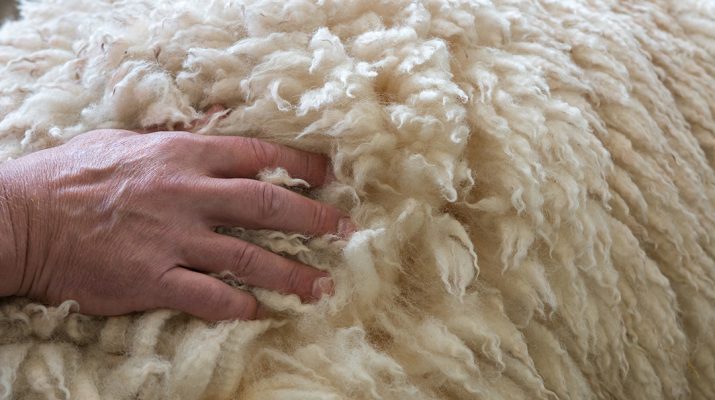 Sheep fleece