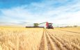 Wheat harvesting