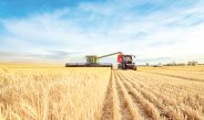 Wheat harvesting