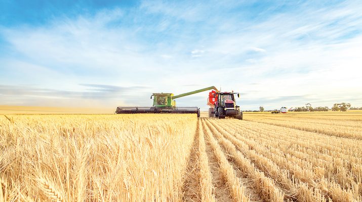 Wheat harvesting