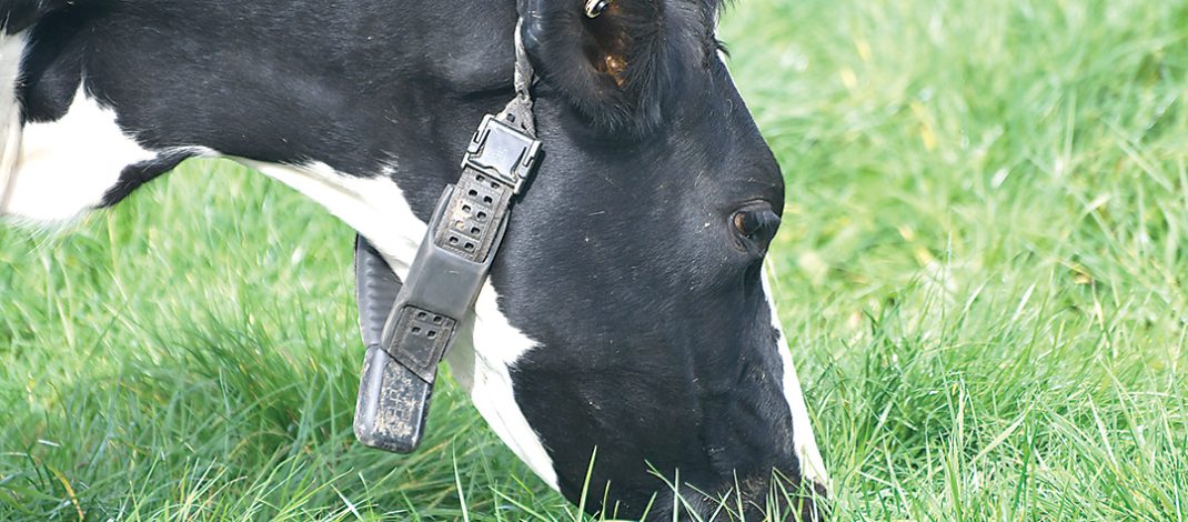 The Halter collar on one of the cows. Photo: Stefan Bradley