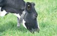 The Halter collar on one of the cows. Photo: Stefan Bradley