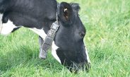 The Halter collar on one of the cows. Photo: Stefan Bradley