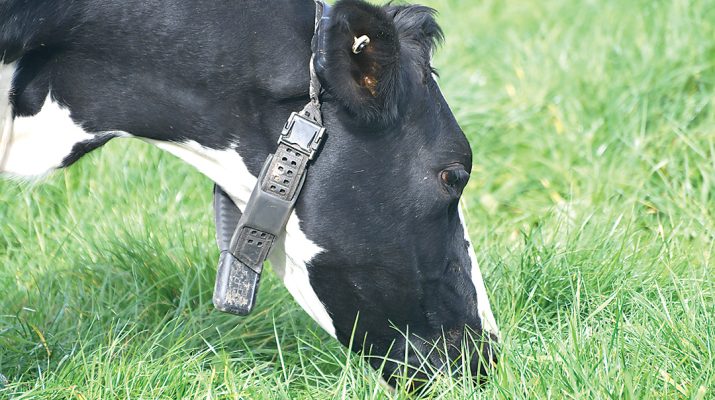 The Halter collar on one of the cows. Photo: Stefan Bradley