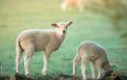 Moving into lambing season, Agriculture Victoria urges farmers and producers to keep a close eye on their flocks. Photo: iStock