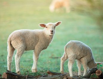 Moving into lambing season, Agriculture Victoria urges farmers and producers to keep a close eye on their flocks. Photo: iStock