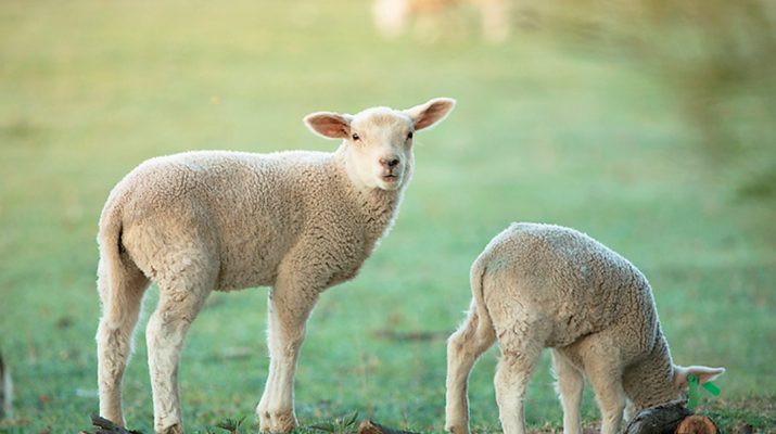 Moving into lambing season, Agriculture Victoria urges farmers and producers to keep a close eye on their flocks. Photo: iStock
