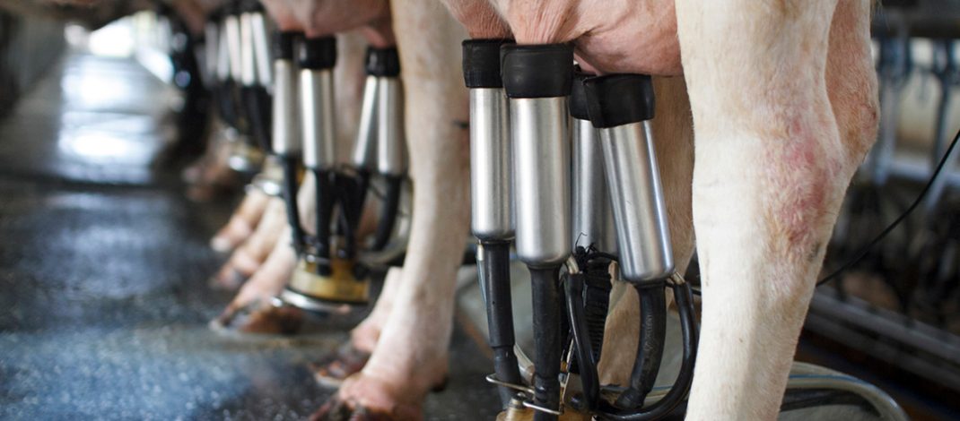 Cows being milked