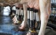 Cows being milked