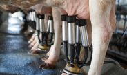Cows being milked