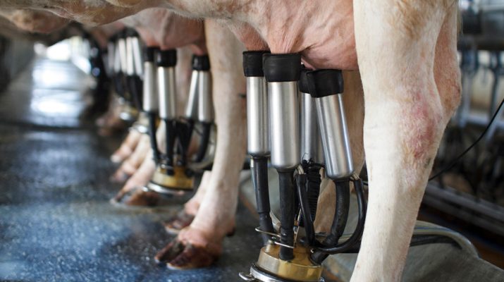Cows being milked