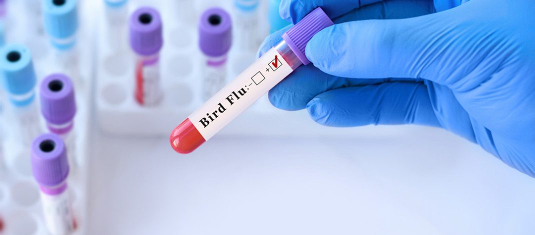 Bird Flu test in testtube stock image