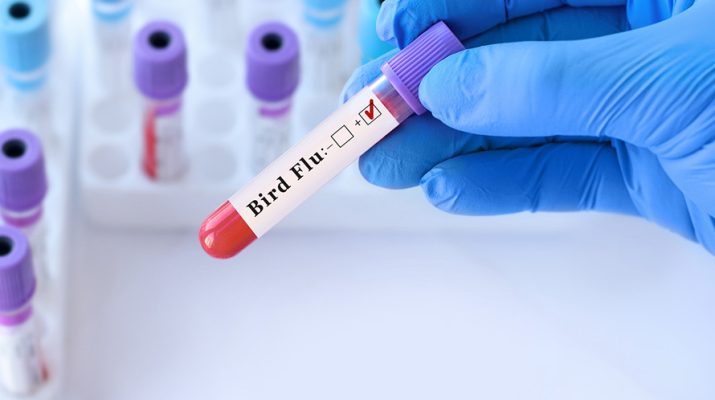 Bird Flu test in testtube stock image