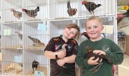 Sage Jones, six, and Kolby Oakley, five, proudly display Modern Game pullets at the Gippsland Riviera Poultry and Game Club’s annual show in Maffra. Photo: Erika Allen