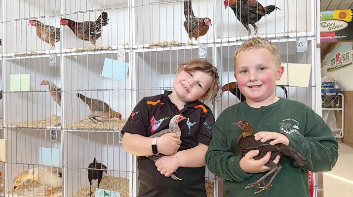 Sage Jones, six, and Kolby Oakley, five, proudly display Modern Game pullets at the Gippsland Riviera Poultry and Game Club’s annual show in Maffra. Photo: Erika Allen