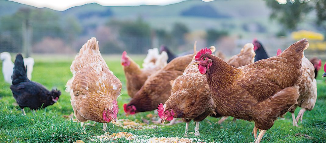Farmers are being told to confine their poultry to pens as H5N1 spreads.Photo file
