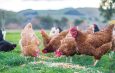 Farmers are being told to confine their poultry to pens as H5N1 spreads.Photo file