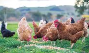 Farmers are being told to confine their poultry to pens as H5N1 spreads.Photo file