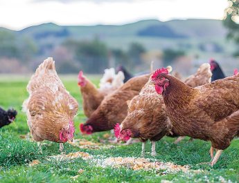 Farmers are being told to confine their poultry to pens as H5N1 spreads.Photo file