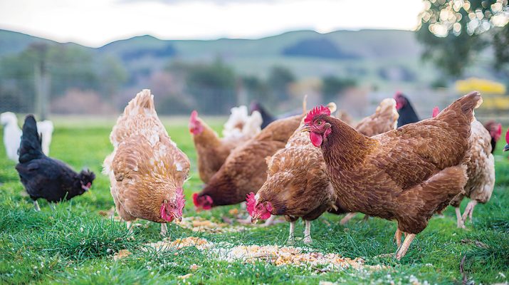 Farmers are being told to confine their poultry to pens as H5N1 spreads.Photo file