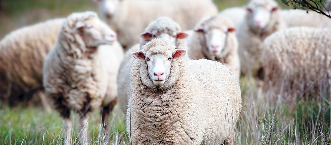 Sheep in a paddock