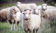 Sheep in a paddock