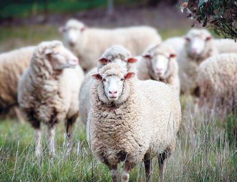 Sheep in a paddock
