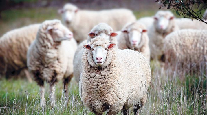 Sheep in a paddock